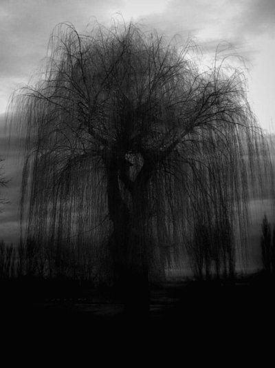 Weeping Willow tree.  In the dark, in the Fall, covered in snow, or bare of leaves, there is always beauty to see. Weeping Willow Tree, Dark Tree, Weeping Willow, Black Tree, Tree Forest, Willow Tree, Dark Photography, Dark Forest, Beautiful Tree