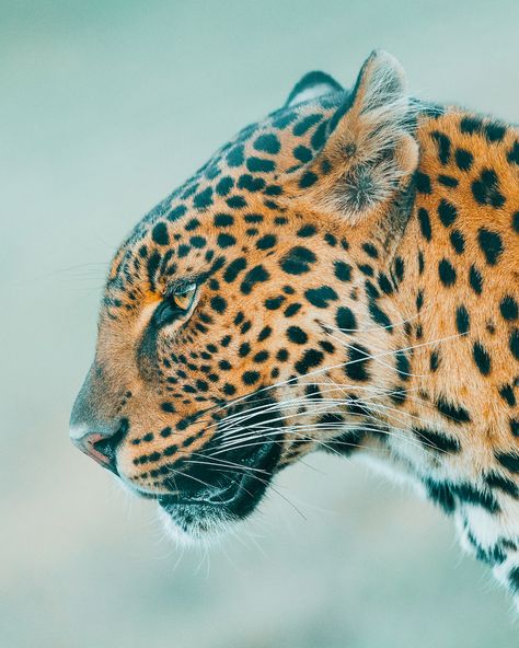 Jaguar Medicine, Jaguar Photography, Animal Close Up, Big Cats Photography, Alaska Photos, Travel Landscape, Wildlife Safari, Majestic Animals, Adventure Photography