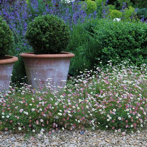 Andrew Duff on Instagram: “Self-seeders are a valuable part of any English Garden. This little white and pink daisy is Erigeron karvinskianus, I love the way you are…” Planting Schemes, Seaside Garden, Garden Containers, Backyard Garden Design, Romantic Garden, Garden Borders, Pink Daisy, Perennial Garden, Gorgeous Gardens