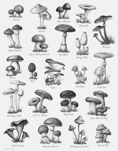 Charcoal Mushroom Drawing, Mushroom Botanical Illustration Vintage, Mushrooms In The Wild, Mushroom Cluster Drawing, Ink Mushroom Drawing, Turkey Tail Mushroom Drawing, Mushroom Drawing Reference, Realistic Mushroom Drawing, Mushroom Art Drawing Sketch