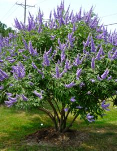 What’s That Tree with the Purple Blooms? » Gardening in the Panhandle Vitex Tree, Texas Landscaping, Vitex Agnus Castus, Agnus Castus, Chaste Tree, Knockout Roses, Garden Shrubs, Deciduous Trees, Garden Trees