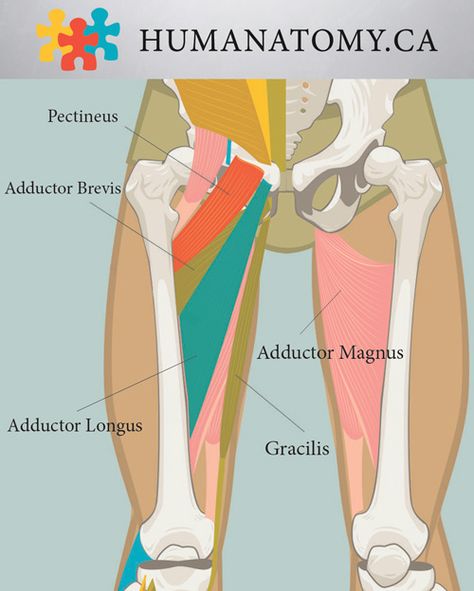 Thigh Muscle Anatomy, Adductor Longus, Iliac Crest, Inner Workout, Inner Thigh Lifts, Inner Thigh Muscle, Biceps Brachii, Thigh Workout, Inner Thigh Workout