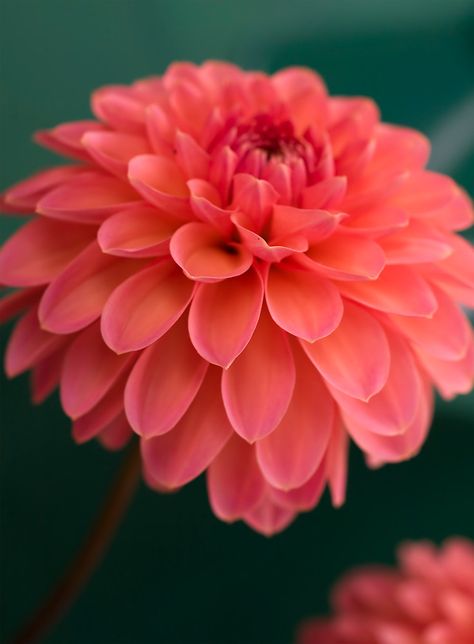 Coral Goddess by Jenni77 Colorful Roses, Coral Flowers, Dahlia Flower, Beautiful Blooms, Coral Color, Love Flowers, Pretty Flowers, Mother Nature, Dahlia