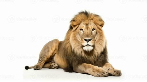 AI Generative a lion isolated on white background Lion Images, Tree Saw, Cityscape Photos, Logo Banners, A Lion, Nature Backgrounds, Heart With Arrow, Marketing Design, Custom Illustration