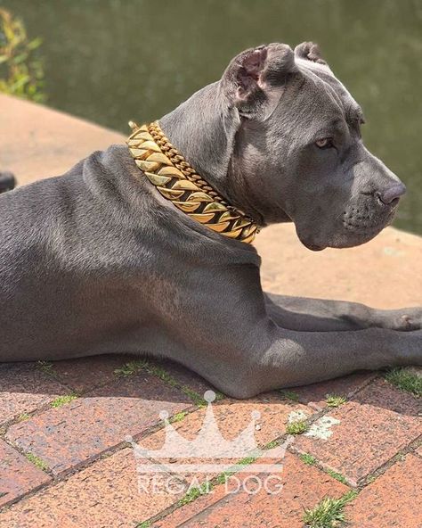 👑 Simply magestic .⁠ 🔎 32mm Gold Chain Collar .⁠ 💎 The finest luxury dog accessories⁠ .⁠ 🛒 Shop Now: REGALDOG.CO.UK⁠ .⁠ 📌 @REGALDOGUK⁠ .⁠ ➡️ #RegalDog #RegalCollars #DogChains #RegalDogStyle #DogAccessories #DogBling #DogJewellery #GoldChain #DogGold #CaneCorso #ItalianMastiff #canecorsolove #canecorsoitaliano #canecorsolovers #canecorsomania #canecorsoofinstagram #canecorsolife #canecorsogram Luxury Dogs Aesthetic, Dog Collar Aesthetic, Dog Collar Display, Fancy Dogs, Dog Collar Diy Tutorials, Collar Display, Dog Chain Collar, Collar Aesthetic, Luxury Dog Accessories