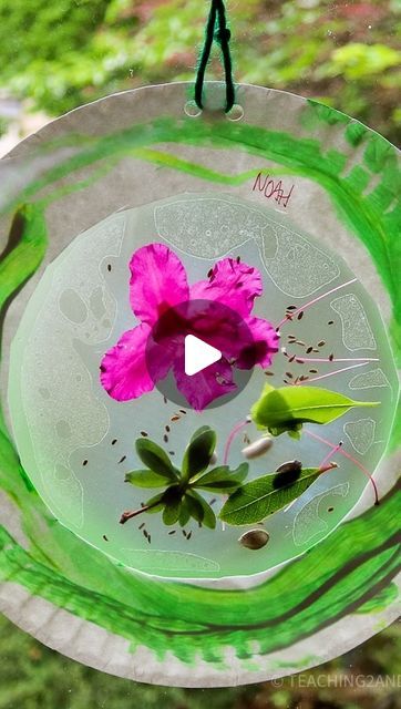 Sheryl Cooper - Teaching 2 and 3 Year Olds on Instagram: "SPRING GARDEN SUNCATCHERS  We have the most beautiful azaleas in our play garden, so when the children started collecting petals that fell to the ground, I had an idea to add them to an art activity.  This is a two step process using cheap paper plates, Contact paper, paint and string.  ➡️ Step 1: Paint the paper plate ring.   ➡️ Step 2: Add Contact paper sticky side up to the center of the ring and press flower pieces on top.  Then, press another piece of Contact paper over the flowers, sealing them so they don’t fall out.  Add string and hang in window!  ➡️ Comment “SUNCATCHERS” for link to this activity’s full instructions." Clear Contact Paper Crafts, Sheryl Cooper, Contact Paper Crafts, Play Garden, Two Step, Art Activity, Contact Paper, Paper Crafts For Kids, Kid Crafts