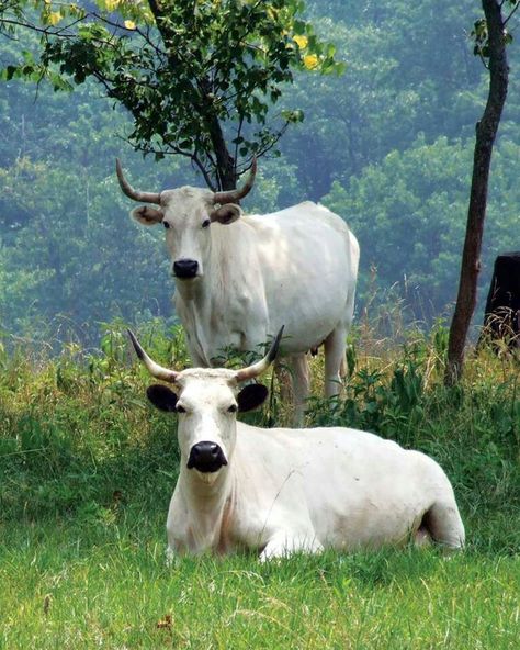 Love it!!! White Cows, Small Farms, I Love Cows, Bull Cow, Cattle Breeds, Beef Cattle, Cow Calf, Sustainable Agriculture, Rare Animals