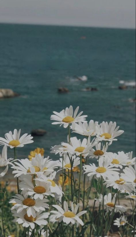 Gold Abstract Wallpaper, Sunnyvale California, Field Of Daisies, Floral Wallpaper Iphone, Daisy Field, Sky Photography Nature, Tumblr Pics, Pretty Landscapes, White Daisies