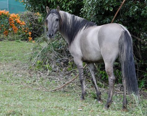 Grullo Dun Horse Oc, Grulla Horse, Horse Coat Colors, Mustang Horse, Quarter Horses, Most Beautiful Animals, Majestic Horse, Horse World, Horses And Dogs