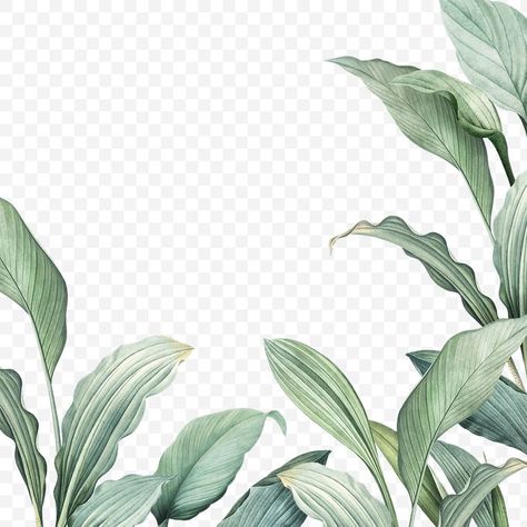 Tropical Leaves Illustration, Leaf Png, Leaves Png, Tropical Background, Tropical Leaves Pattern, Image Transfers, Leaves Illustration, Dark Green Background, Tree Png