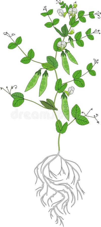 Pea Plant Illustration, Pea Plant Drawing, Peas Plant, Pea Plant, Bean Plant, Plant Drawing, Root System, Free Illustration, Plant Roots