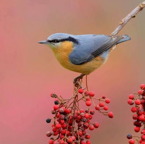 Eurasian Nuthatch, Nuthatch Bird, Painted Rock Animals, Tiny Bird, Pet Rocks, Outdoor Photos, Backyard Birds, Bird Drawings, Bird Photo