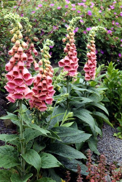 Digitalis mertonensis Foxglove Plant, Garden Wedding Favors, Cottage Garden Plants, Garden Types, Cold Frame, Pink Garden, Hardy Perennials, Plant Species, Ground Cover