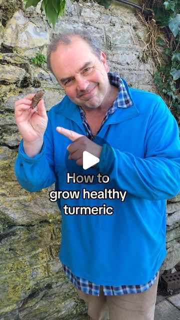 Growing Turmeric Indoors, How To Grow Turmeric, Grow Turmeric, Turmeric Plant, Vegetable Garden For Beginners, Make Tea, Break Off, Turmeric Tea, Below The Surface