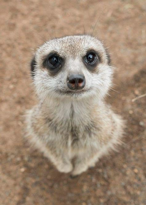 Meerkat Cartoon, Meerkat Funny, Meerkat Drawing, Meerkat Illustration, Cute Meerkat, Baby Meerkat, Cute Animal Tattoos, Stinky Dog, Tattoo Nature