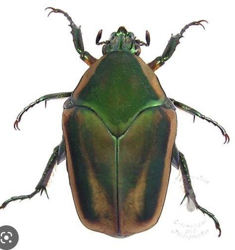 Beetle Scientific Illustration, Green June Beetle, June Beetle, Bug Tattoo, June Bug, Cool Bugs, Mary Sue, Aesthetic Tattoo, Scientific Illustration