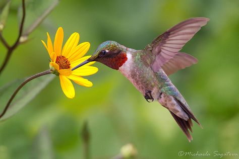 Ruby-throated Hummingbird (male) by Michaela Sagatova Hummingbird Photography, Bird Ideas, Hummingbirds Photography, Hummingbird Photos, Hummingbird Pictures, Bird Barn, Ruby Throated Hummingbird, Humming Bird, Humming Bird Feeders