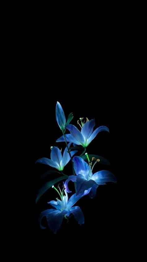 Glowing Blue Flower, Navy Blue Flower Wallpaper, Blue Flower Black Background, Wallpaper Backgrounds Iphone Blue, Dark Lillies, Aesthetic Flowers Pfp, Blue Flowers Wallpaper Iphone, Dark Blue Homescreen Layout, Dark Blue Ipad Wallpaper