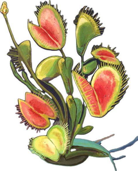 Venus Fly Trap Illustration, Fly Trap, Venus Fly Trap, Fly Traps, Acrylic On Canvas, Art Inspo, Ginger, Tattoos, Canvas