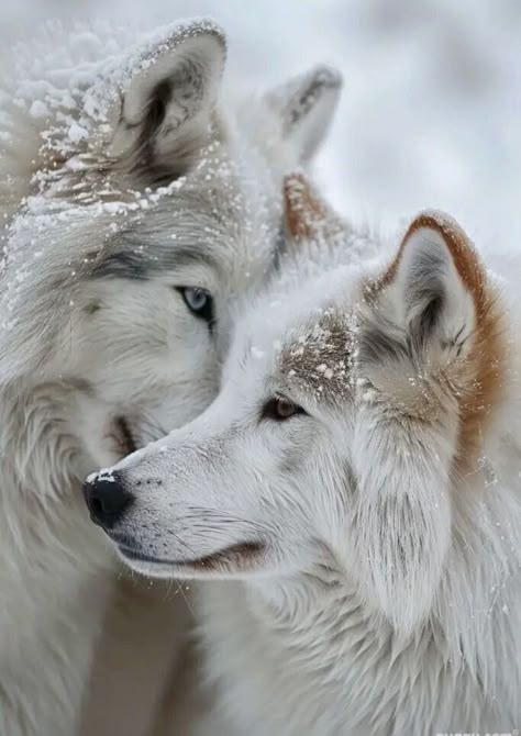 Snow Wolf Aesthetic, Husky Aesthetic, Husky Images, Wolf Aesthetic, National Geographic Animals, Wolf Clothing, Snow Wolf, Wild Animals Photography, Wolf Images