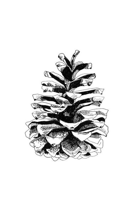 Stippling Art, Desenho Tattoo, Stippling, Ink Pen Drawings, Pine Cone, Botanical Illustration, Ink Drawing, 그림 그리기, Pine Cones