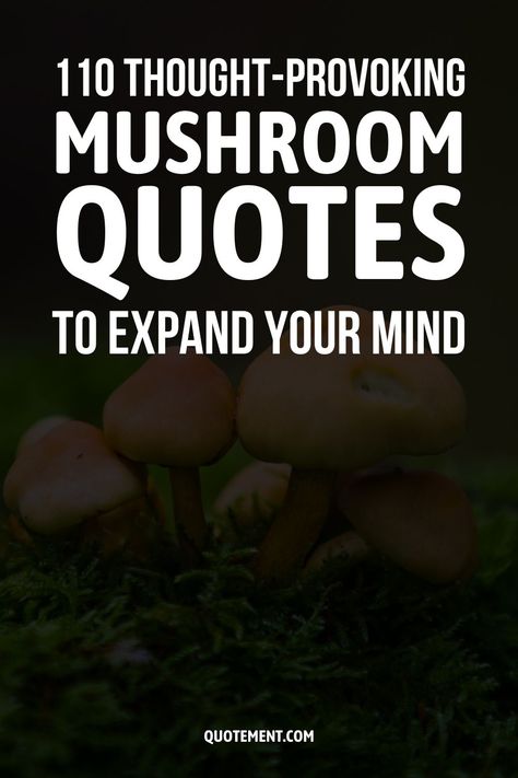 Shroom Quotes, Fungi Quotes, Mushroom Quotes Aesthetic, Mushrooms Quotes, Mushroom Quotes, Mushroom Quotes Life, Quotes About Mushrooms, Mushroom Sayings Quotes, Mushroom Quotes Funny