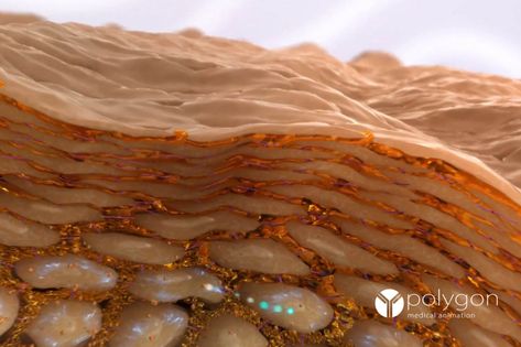 Skin Care Animation, Usana Health Sciences, Medical Animation, 3d Render, Health Science, Skin Care Regimen, 3d Animation, Skin Cells, Live Action