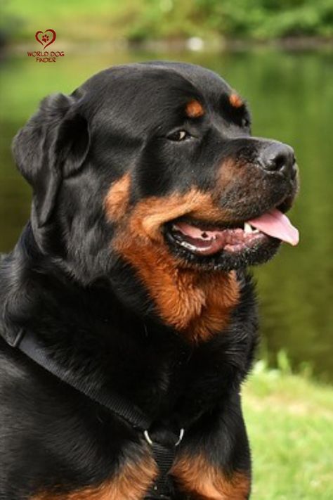 Black Rottweiler, Rottweiler Temperament, Rottweiler Dog Breed, Funny Rottweiler, German Rottweiler, Dog Rottweiler, English Dogs, Tattoos For Dog Lovers, Rottweiler Love