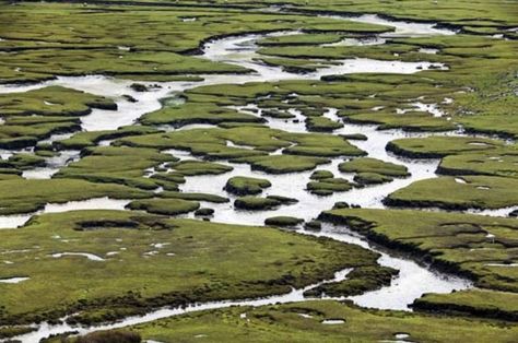 The marsh, where the Wispers reside . . . Irish Bog Landscape, Bog Body, Christian Poetry, Peat Bog, Carbon Sink, Irish Countryside, Community Gardening, British Isles, Raw Material