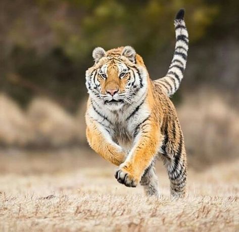 Tiger attack Tiger Pose Reference, Tiger Attacking, Cat Totem, Tiger Attack, Tiger Photography, Man Painting, Curious Creatures, Cat Pose, A Tiger