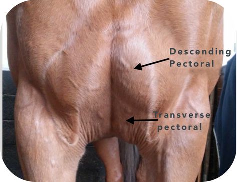 Here is how to Muscle Your Horse's Chest! | Equisense - Blog Horse Muscle Anatomy, Horse Muscles, Rocking Horse Plans, Equine Anatomy, Equine Veterinarian, Muscles Of The Neck, Horse Model, Dressage Training, Vet Medicine