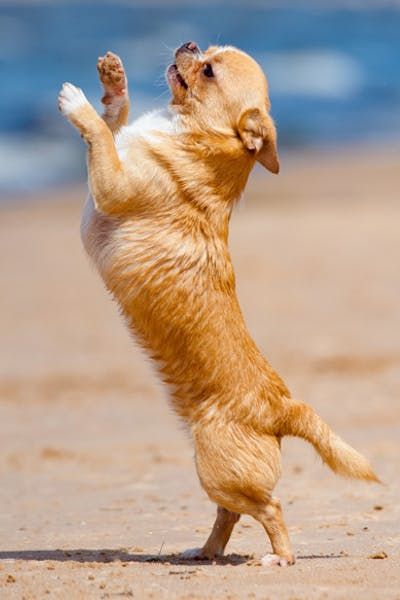 Dogs Dancing, Dancing Dogs, Dog Dancing, Sporty Dog, Pics For Dp, Dog List, Cute Dog Pictures, Dog Activities, Dog Tattoo