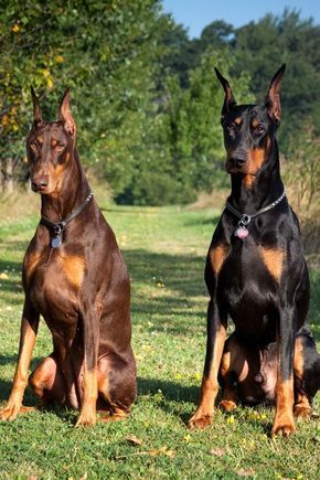 Doberman Pinscher - Best Guard Dogs Anjing Doberman, Dogs Cuddling, Velcí Psi, European Doberman, Doberman Puppies, Guard Dog Breeds, Doberman Pinscher Puppy, Best Guard Dogs, Doberman Pinscher Dog