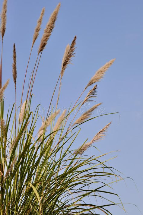 Tall Grass. Which called Chinese silver grass is a species of perennial grass in #Sponsored , #ADVERTISEMENT, #Sponsored, #Grass, #Chinese, #species, #called Fabric Moodboard, Collage Fodder, Grass Flowers, Perennial Grasses, Coastal Wedding, 1st Year, Stock Photography Free, Ecosystem, Grasses