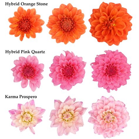 Today we're highlighting three of our dahlia varieties! Seen here are Hybrid Orange Stone, Hybrid Pink Quartz and Karma Prospero. When we began testing dahlias at the farm, we chose varieties that offer the same qualities you appreciate with our garden roses: longer vase life and great performance. And our dahlias are available year-round, so you can enjoy them during any season. Ask your wholesaler for our dahlias today! #dahlias #flowers #alexandrafarms Dahlia Varieties, Long Vase, Orange Stone, Garden Roses, Pink Quartz, The Farm, Dahlia, Roses, Vase