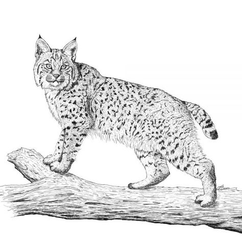 Bobcat Drawing Easy, Bobcat Sketch, Bobcat Illustration, Bobcat Tattoos, Bobcat Drawing, Bobcat Art, Bobcat Pictures, Branch Drawing, Alphabet Animals