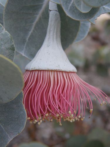 Botanical Reference, Silver Eucalyptus, Bog Plants, Botanical Photography, Australian Flowers, Australian Native Flowers, Australian Native Plants, Australian Flora, Unusual Flowers