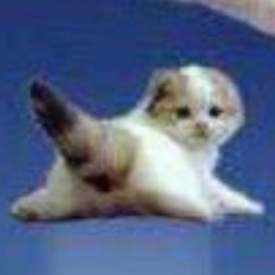 Low Quality Cat, Doing Splits, Looking Behind, Duck Feet, Ugly Cat, Background Cute, Silly Cats Pictures, Cat Icon, Cat Cute