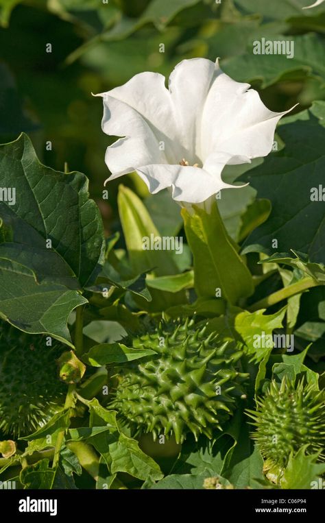 Thorn Apple Flower, Thorn Apple, Apple Plant, Apple Flowers, Angel Trumpet, Plant Benefits, Agriculture Farming, Sense Of Place, Image Processing