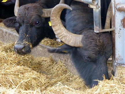 How to Visit a Buffalo Mozzarella Farm in Italy | 3d Latte Art, Buffalo Mozzarella, Vacation Quotes, Water Buffalo, Southern Italy, Service Trip, Group Tours, Latte Art, European Travel