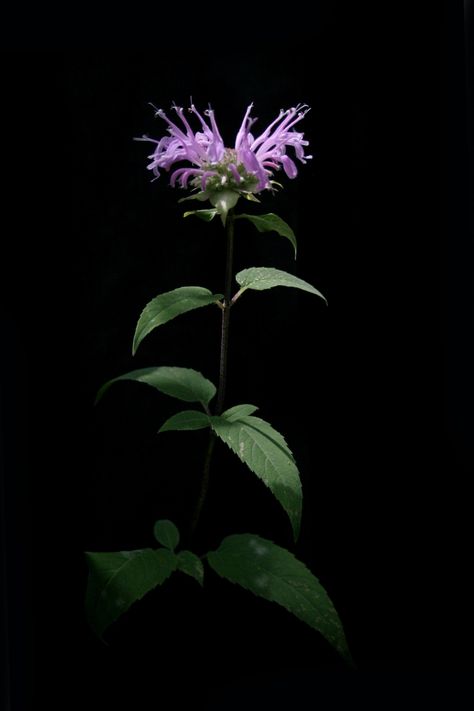 Bergamot Aesthetic, Bergamot Plant, Monarda Fistulosa, Bergamot Flower, Sorry Mom Tattoo, Wild Bergamot, Wild Indigo, Bee Balm, Tea Cake