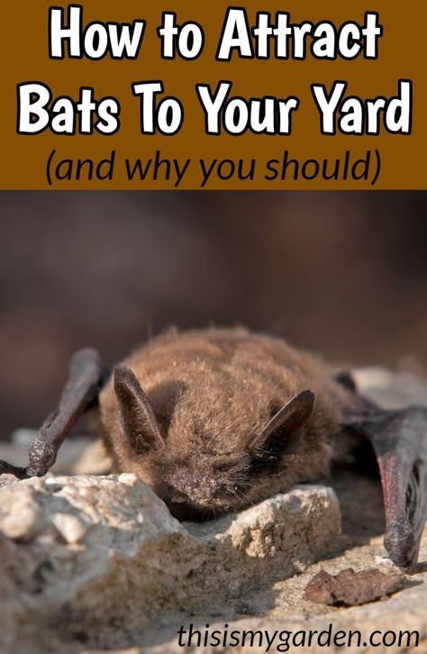 How To Attract Bats, Bat House Diy, Build A Bat House, Attract Bats, Bat House Plans, Bat Boxes, Backyard Birds Sanctuary, Bat Box, Bat House