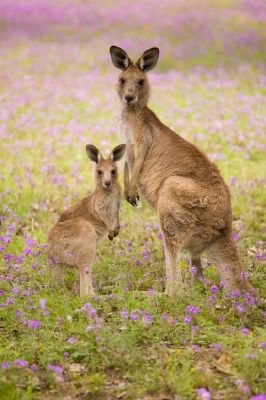 Kangaroo Stuffed Animal, Baby Hug, National Emblem, Australia Animals, Kangaroo Pouch, Animals Of The World, In The Wild, Zoo Animals, Animal Photo