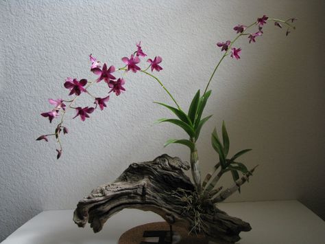 OrchidTalk Orchid Forums - Grow Orchids! - How To : Mounted Orchids Orchid Mount, Orchid Garden Ideas, Night Orchid, Orchids Bouquet, Hanging Orchid, Arreglos Ikebana, Mini Orquideas, Orchid Garden, Growing Orchids