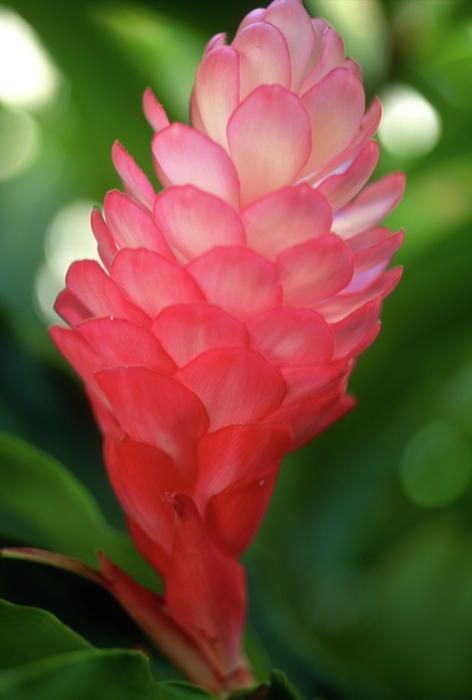 Maui Pink Ginger Ginger Flower Tattoo, Pink Ginger Flower, Colombian Flowers, Ginger Flowers, Tropical Flower Tattoos, Torch Ginger, Pink Ginger, Ginger Plant, Ginger Flower