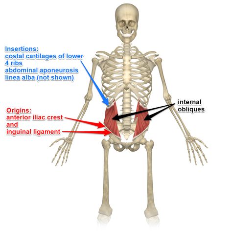 External and Internal Oblique Muscles Hip Flexibility Exercises, External Oblique, Oblique Muscles, Tensor Fasciae Latae, Calf Cramps, Flexibility Exercises, Hip Flexibility, Muscle Testing, Piriformis Stretch