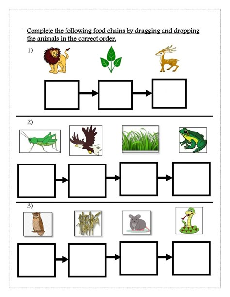 Animal Food Chain, Simple Food Chain, Science Food Chains, Food Chain Activities, Food Chain Worksheet, Food Web Worksheet, Ocean Food Chain, Cloze Activity, Animal Food