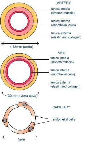 Veins Arteries And Capillaries, Cardiovascular Anatomy, Student Paramedic, Cardiovascular Nursing, Exercise Physiologist, Basic Anatomy And Physiology, Arteries And Veins, Doctor Advice, Medical School Studying