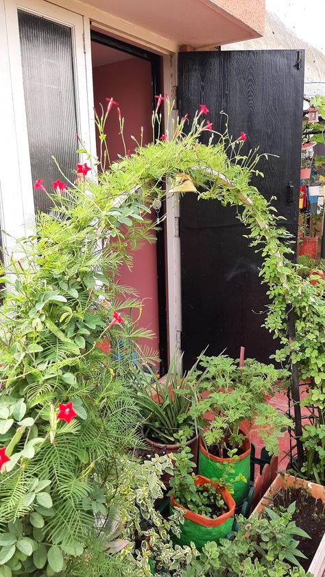 Sankhapushpa and cypress vine climber plants Canna Lilly, Beautiful Balconies, Cypress Vine, Garden Ladder, Climber Plants, Indian Garden, Meditation Room Decor, Small Balcony Garden, Lilly Flower