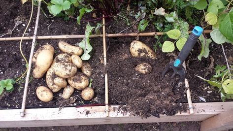 How Deep Does A Raised Bed Need To Be For Potatoes? – No Dig Vegetable Gardening Blog Potato Garden Bed, Potato Box Garden, Garden Potatoes, Harvesting Seeds, Row Gardening, Potato Gardening, Square Foot Garden, Growing Organic Vegetables, Types Of Potatoes